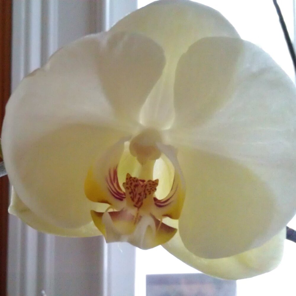 Orchid